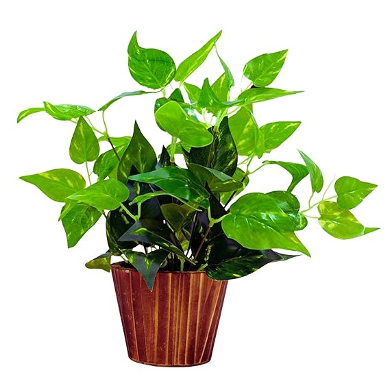 Artificial Money Plant Leaves in Wood Pot Perfect Decoration for Home & Office Space